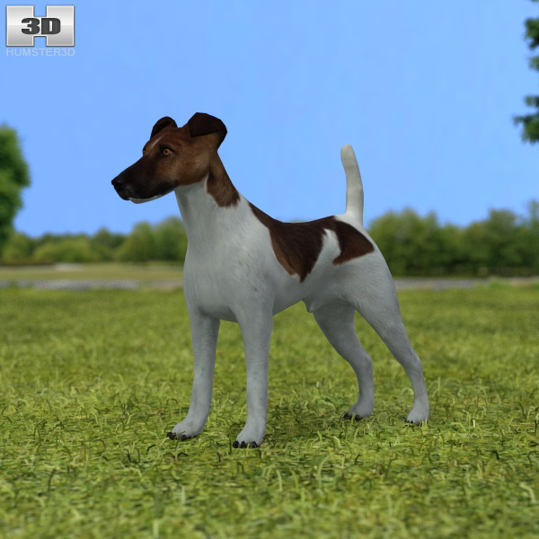 Fox Terrier smooth Low Poly 3d model