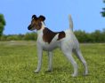 Fox Terrier smooth Low Poly 3d model