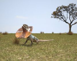 Frilled lizard Low Poly 3D 모델 