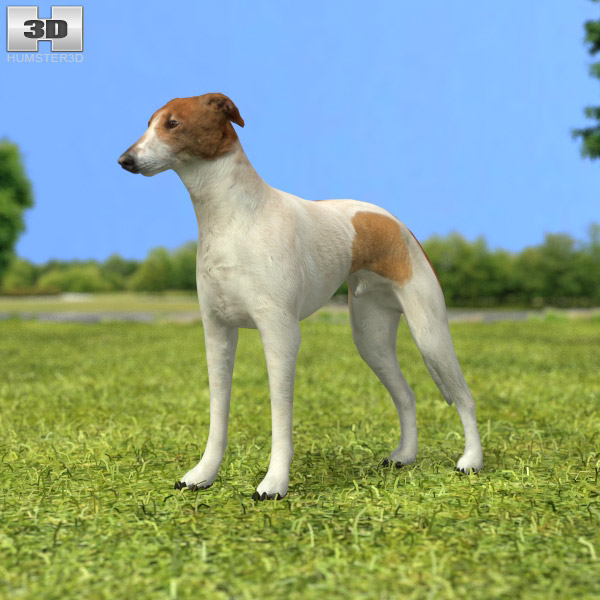 Greyhound Low Poly Modelo 3D