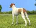 Greyhound Low Poly 3D модель