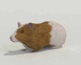 Guinea pig Low Poly 3D-Modell