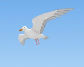 Gull Low Poly 3D model