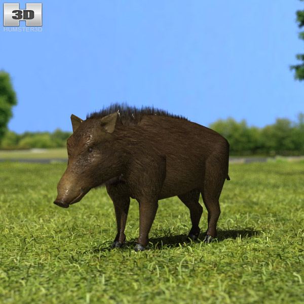 Hog Low Poly Modèle 3D