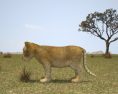 Lion cub Low Poly 3D模型