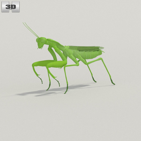 Mantis Low Poly Modèle 3D