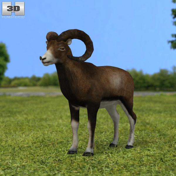 Mouflon Low Poly Modèle 3D