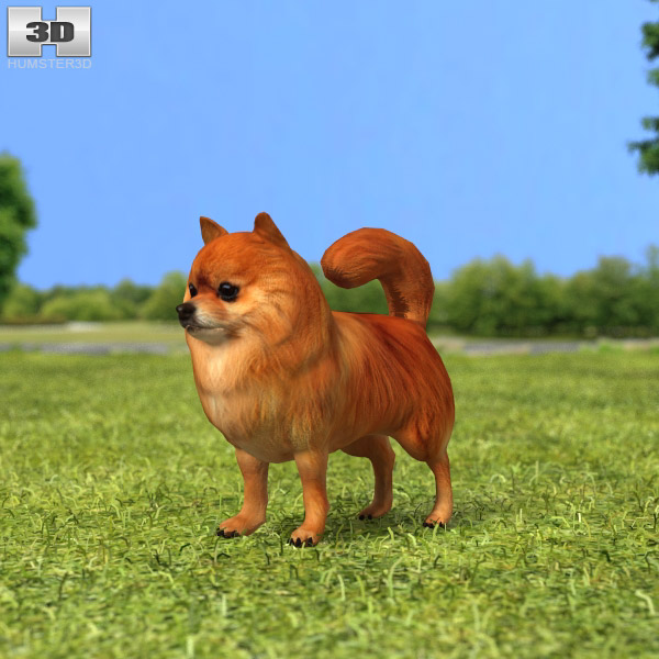 Pomeranian Low Poly 3D model