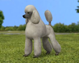 Poodle Low Poly Modelo 3d