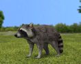 Raccoon Low Poly Modelo 3D
