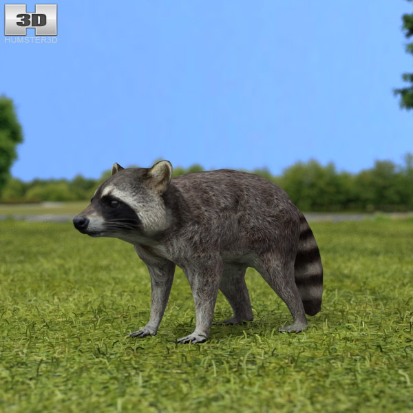 Raccoon Low Poly 3D model
