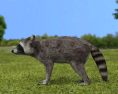 Raccoon Low Poly 3d model