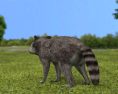 Raccoon Low Poly Modelo 3d