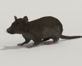 Rat Grey Low Poly Modello 3D