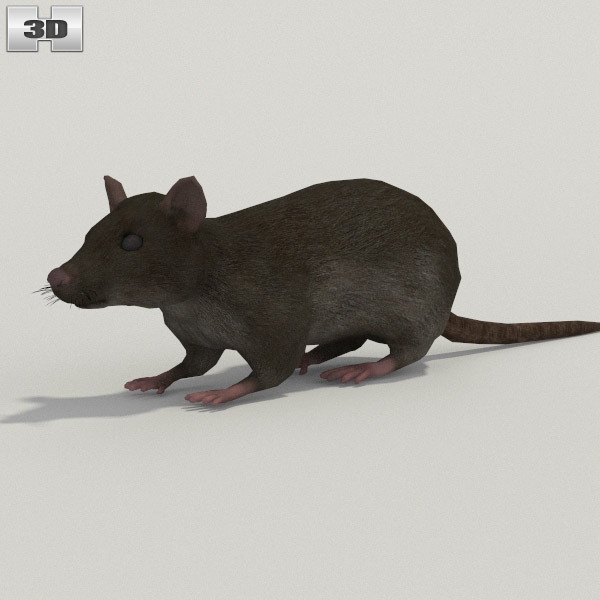 Rat Grey Low Poly 3D model