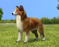 Rough Collie Low Poly 3Dモデル