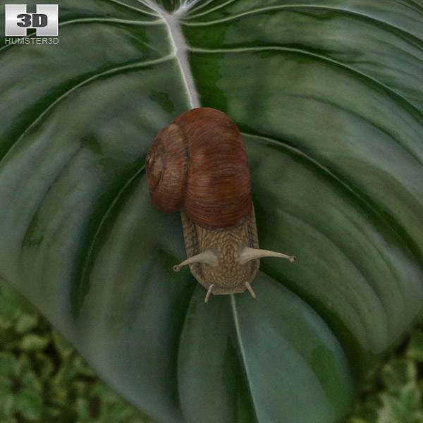 Snail Low Poly 3D model
