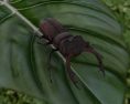 Stag Beetle Low Poly Modello 3D