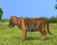 Tiger kitten Low Poly Modelo 3D