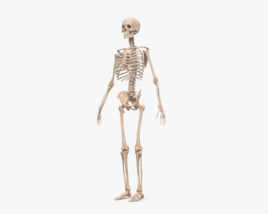 人間の男性の骨格 3Dモデル