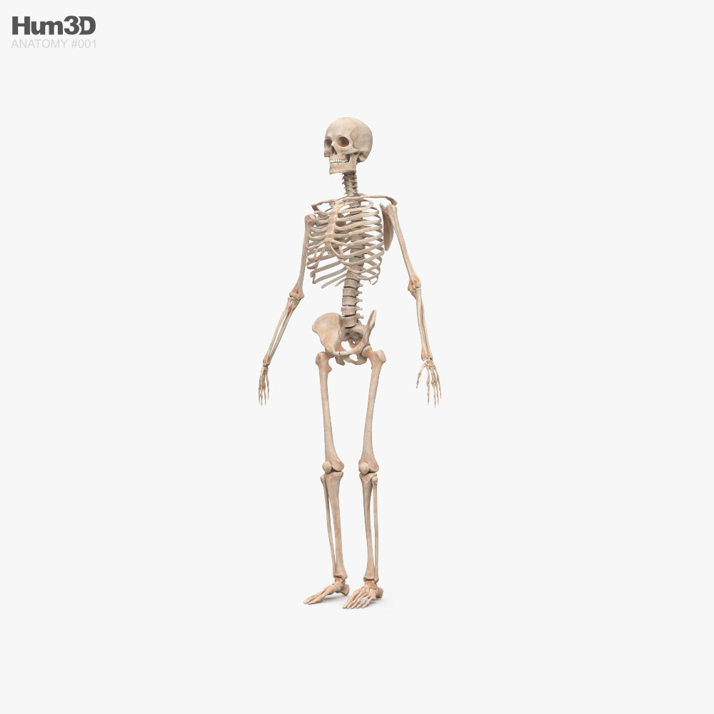 Squelette Humain Mâle Modèle 3D