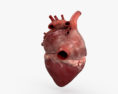Сердце 3D модель
