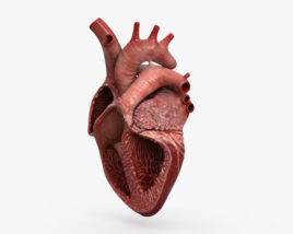 Sezione trasversale del cuore umano Modello 3D