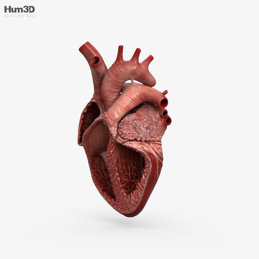 Querschnitt des menschlichen Herzens 3D-Modell