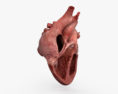 Human Heart Cross Section 3d model