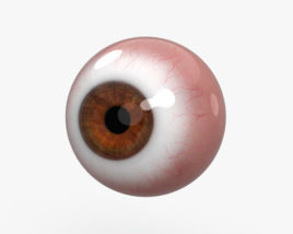 3D model of Human Eye