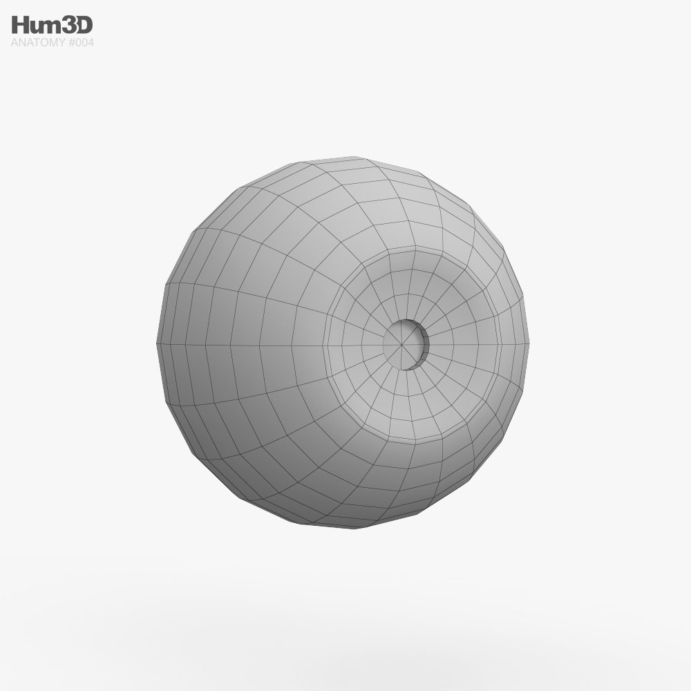 Human Eye 3D Model - Anatomy On Hum3D