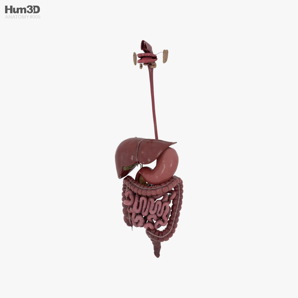 Système digestif humain Modèle 3D