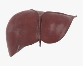 Печінка людини 3D модель
