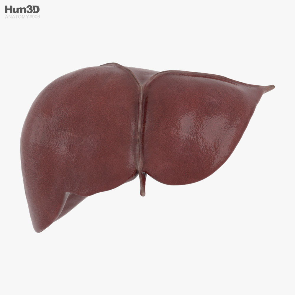 Human Liver 3D model