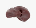 Fegato umano Modello 3D