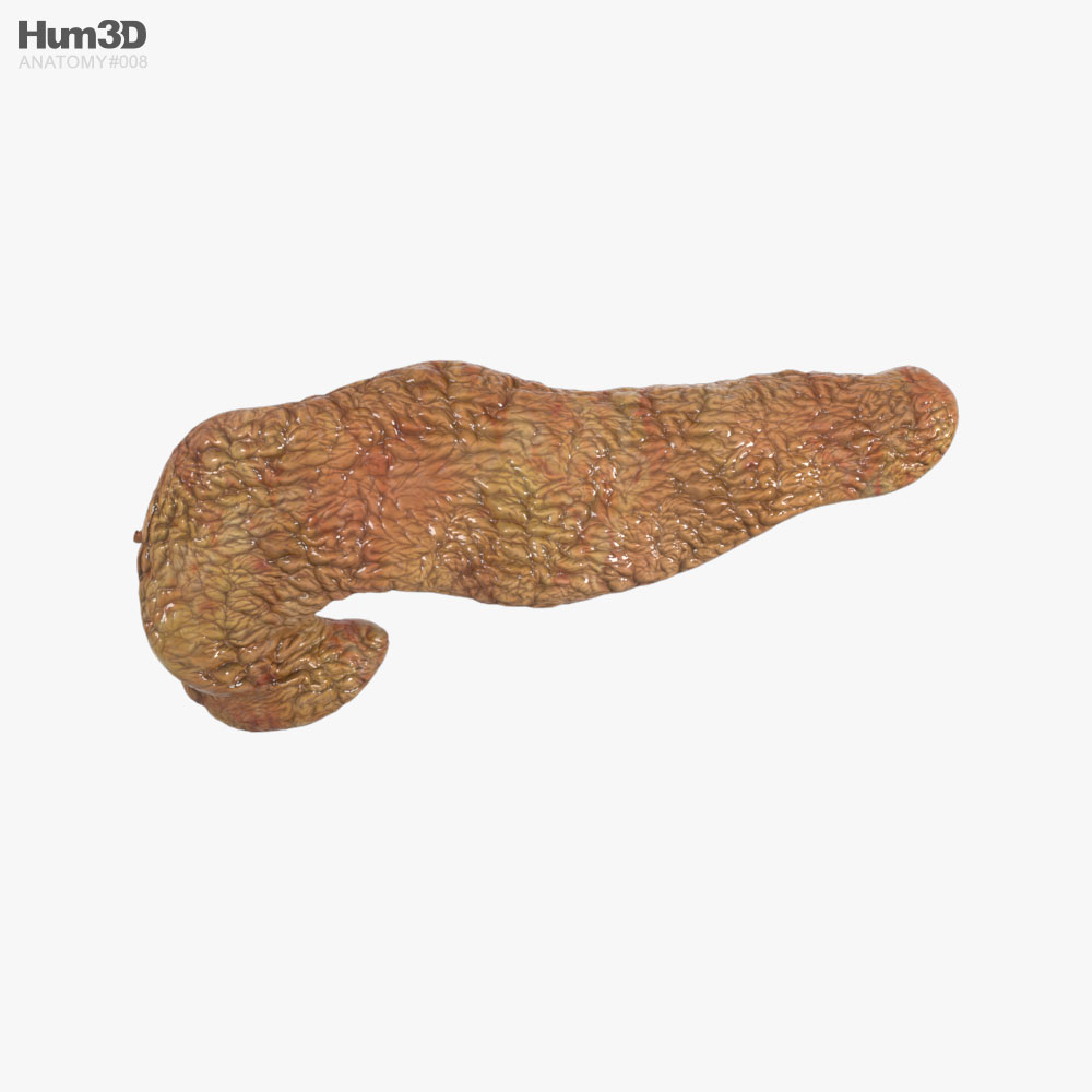 Pancreas umano Modello 3D
