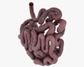 人小肠 3D模型
