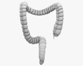 人間の大腸 3Dモデル