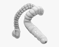 Товста кишка людини 3D модель