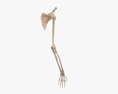 人类手臂骨骼 3D模型