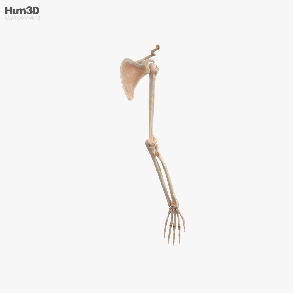 Os du bras humain Modèle 3D