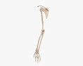 Menschliche Armknochen 3D-Modell