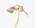 인간의 팔 뼈 3D 모델 
