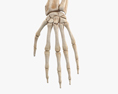 Кости руки человека 3D модель