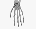 Huesos del brazo humano Modelo 3D