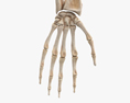 Huesos del brazo humano Modelo 3D