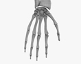 Ossa del braccio umano Modello 3D