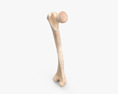 Oberschenkelknochen 3D-Modell