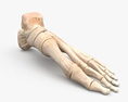 Human Foot Bones 3d model