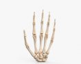 Huesos de la mano Modelo 3D